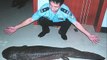 Salamandra Gigante: este bicho es un manjar en China