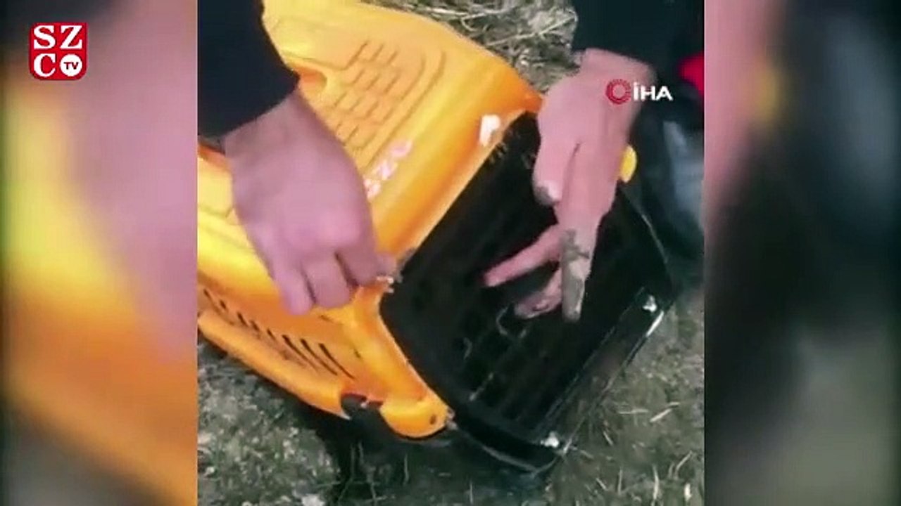 Düştükleri çukurda çamura saplanan köpek yavrularını itfaiye ekipleri kurtardı