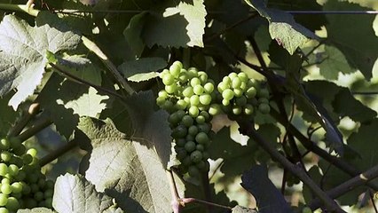 Brasil, un desconocido vitivinícola, apuesta por sus espumosos