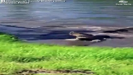 Capturan a esta caimán preñada junto a una escuela de Florida