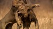 Feroz pelea entre leones por su territorio