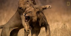El Rey León: feroz y masiva pelea entre felinos por su territorio y el derecho a copular