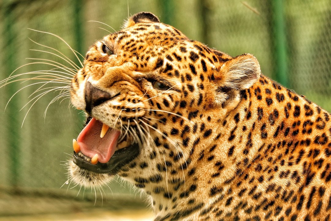 El Rey de los ladrones: feroz pelea entre dos leopardos