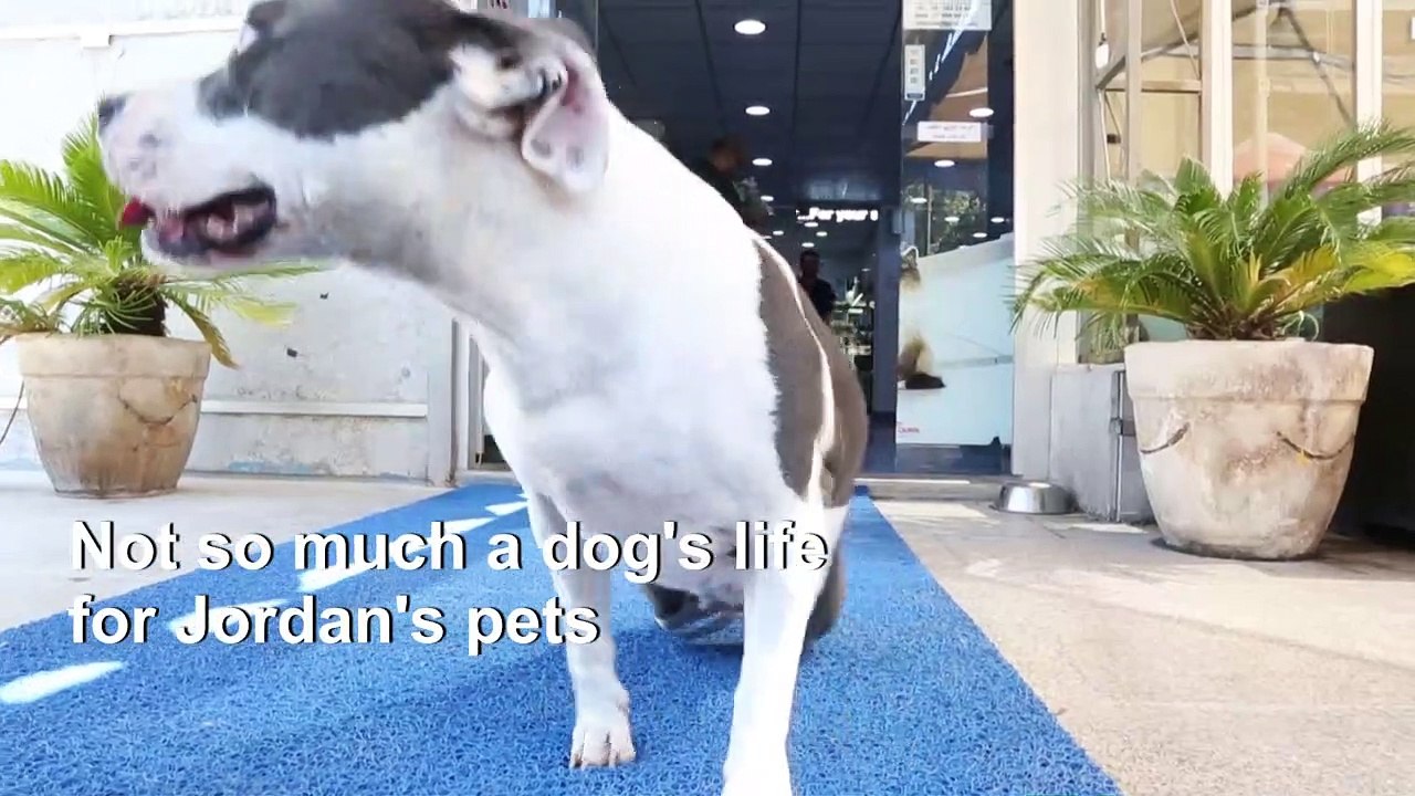 Not so much a dog's life for Jordan's pampered...