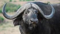 Así salva el búfalo al lagarto de las fauces de los leones que se lo estaban merendando