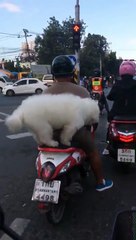 Un chien s'assoie dans un scooter au calme !