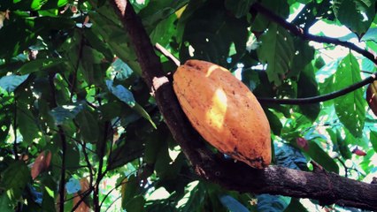 Minidoc - Somos Capixabas | Cacau