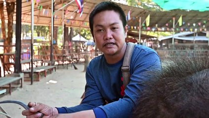 La esclavitud de los elefantes en Tailandia debido al turismo de animales