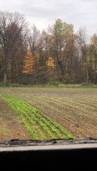 Golden Eagle Dives at Deer