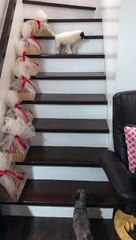 Big Sister Helps Puppy Through Staircase Struggle