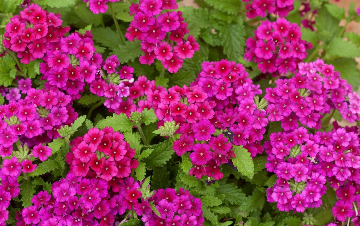 You Loved These Colorful Flowers the Most in 2019