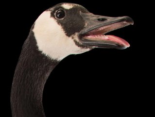 Este ganso desorientado obliga a parar un partido de béisbol