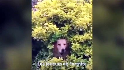 El increíble perro boina verde se camufla así...