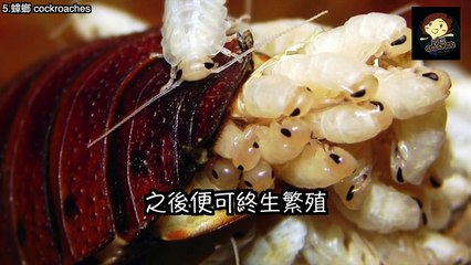 強大生物【五大 】5個 擁有強大生存能力的生物 Strange Creatures That Could Survive The Apocalypse － 三爺奶奶頻道