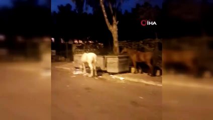 Büyükada'da atların çöpte yemek ararken çekilen görüntüleri içleri sızlattı