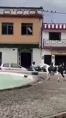 Este perro feliz que se zambulle en una fuente conquista a las redes