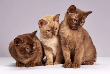 Cosas de gatos que no creerás si no las ves