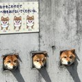 Los tres perros que se asoman tras el muro y causan un boom turístico en Japón