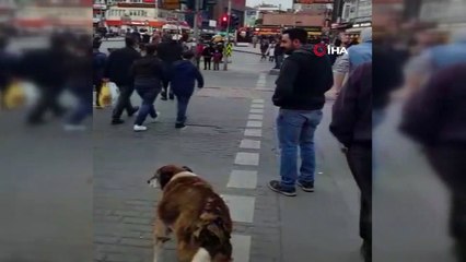 Köpekten insanlara trafik dersi