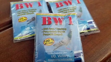 WA O852279O2O2O cuci gudang cara mengobati penyakit merpati Semarang