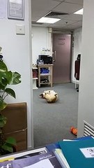 Corgi Caught Goofing