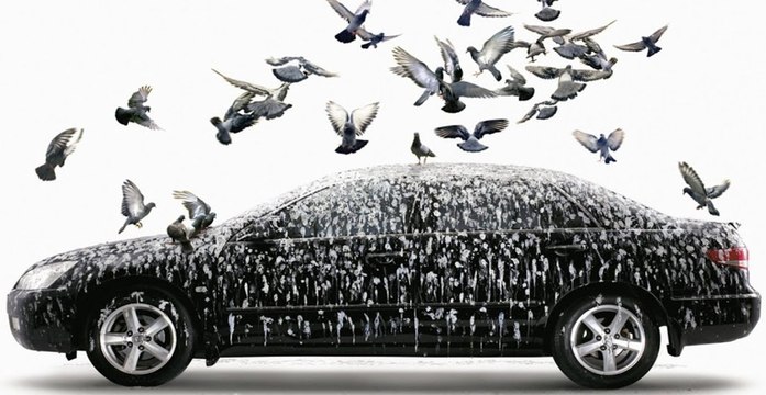 Coche: matas al pájaro y el golpe te rompe el parabrisas