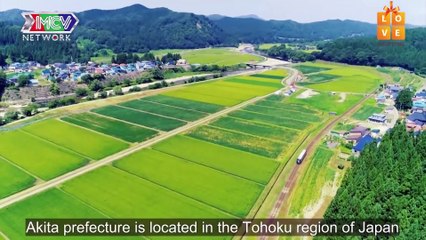 Việt Thi và Winner CỰC NGỌT NGÀO TUNG TĂNG dắt Akita đi dạo-  Du Lịch Kì Thú 2020