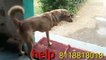 It has 3 legs ||| help me sir || animal lover || pets zoo || street dog need help by desi call