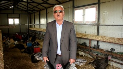 Hindi üreticileri satışlardan memnun - TEKİRDAĞ