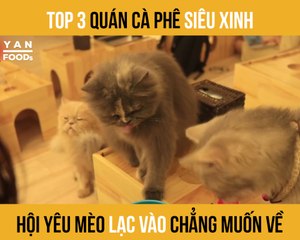 TOP 3 QUÁN CÀ PHÊ SIÊU XINH HỘI YÊU MÈO LẠC VÀO CHẲNG MUỐN VỀ II YANNEWS