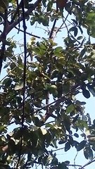LIVE Parrot Eating Guava