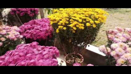 Chrysanthemum Flower's