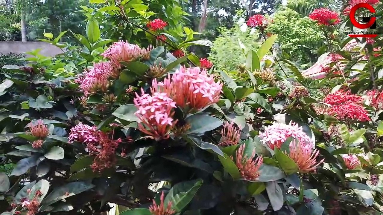 IXORA FLOWER