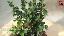 New Small Bonsai Plant Repotting
