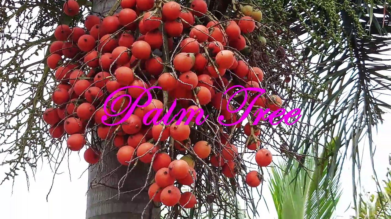 Palm Tree