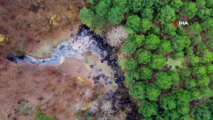 Şile'de ormana bırakılan yüzlerce otomobil lastiği böyle görüntülendi