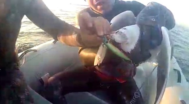 Gagasına olta takılan martıyı kurtarma operasyonu