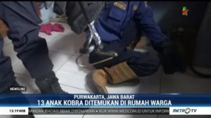 Belasan Anak Kobra Ditemukan di Rumah Warga