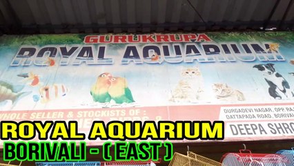 Download Video: FISHES AT ROYAL AQUARIUM FISH PRICE SANIGAL , CRAY FISH  ETC.( RPW)