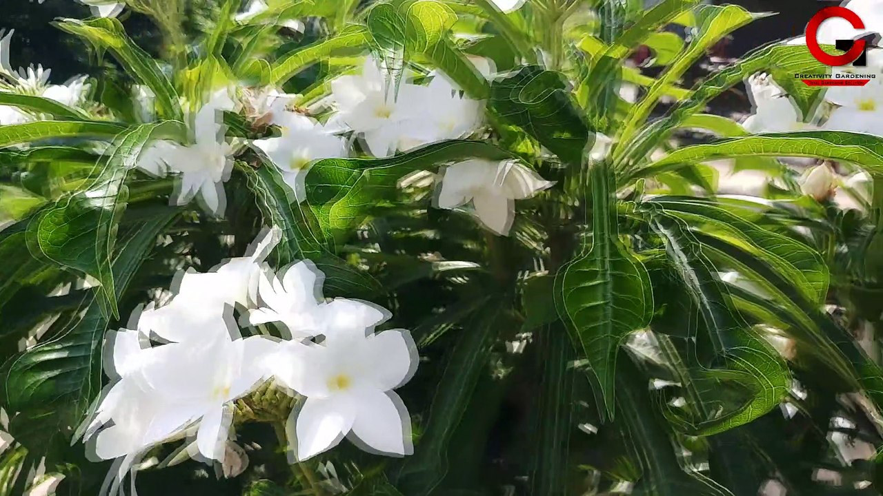 Plumeria Pudica