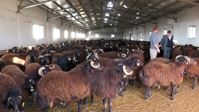 Sürü ıslahı için devlet desteğiyle damızlık koç yetiştiriyorlar - BİNGÖL