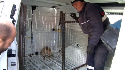 Kümesteki tavukları boğan tilki belediye ekiplerince yakalandı