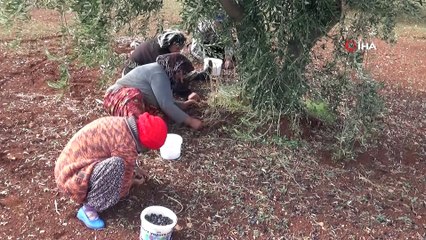 Zeytincilik tarihini değiştirecek araştırma