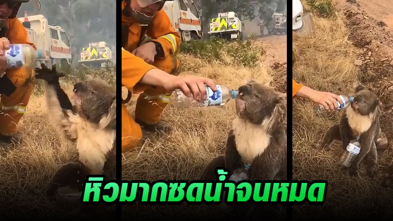 สะเทือนใจ ภาพเจ้าหน้าที่ ช่วยเหลือโคอาลา จากไฟป่า