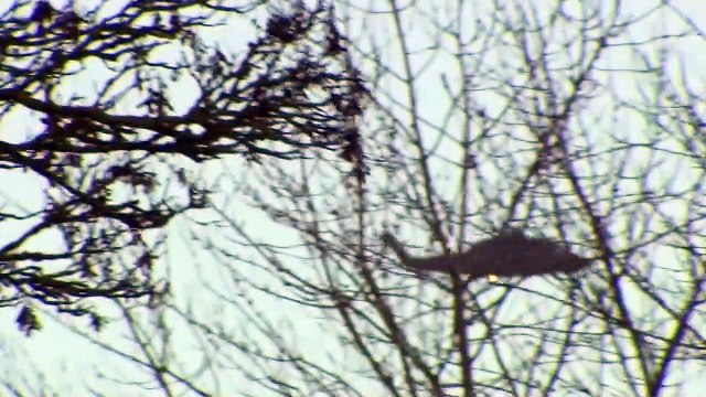 Prince Philip arrives back at Sandringham by helicopter