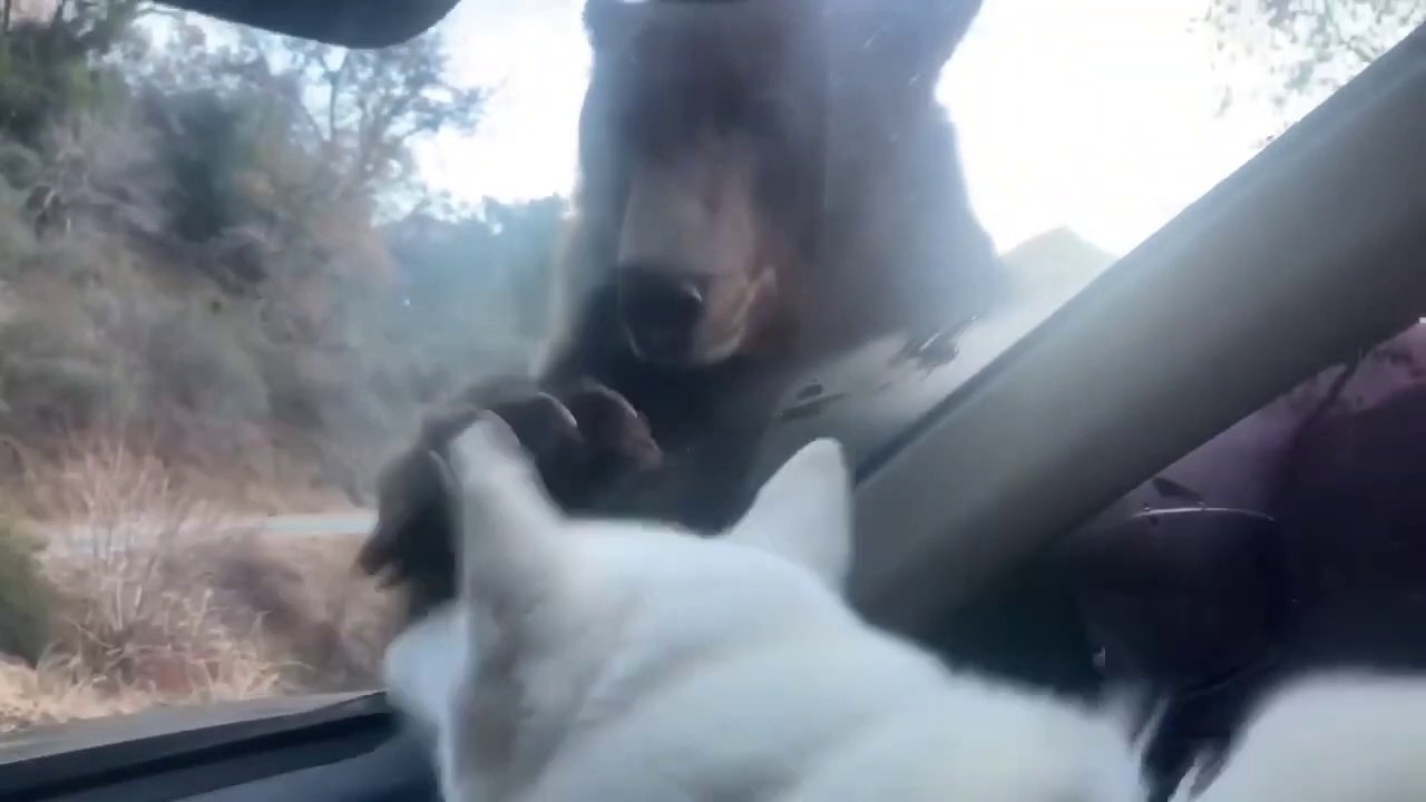 Un ours tombe nez-à-nez avec un chien ! Réaction mythique