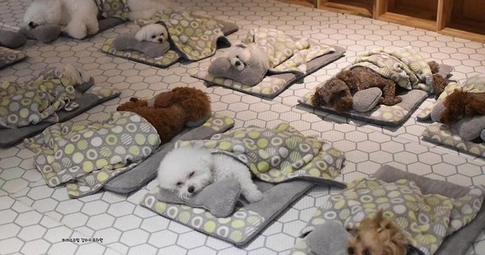 Ces 20 photos de chiots qui dorment dans une garderie canine vont faire votre journée