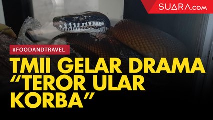 Asyik! Museum Reptil TMII Gelar Drama 'Teror Ular Kobra'