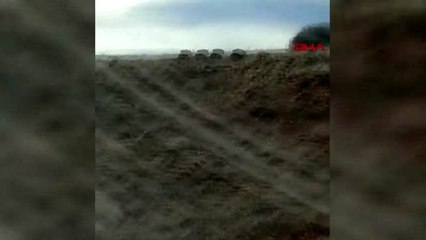 Tarlaya giren domuz sürüsü görüntülendi