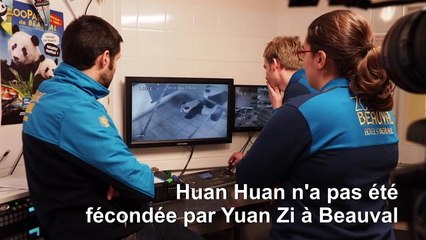 Zoo de Beauval: la femelle panda Huan Huan inséminée artificiellement